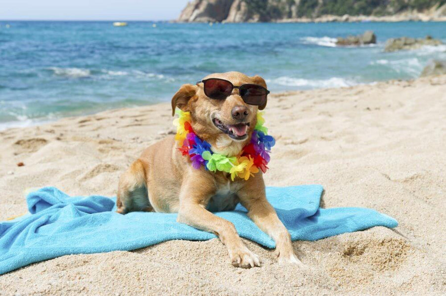 5 of the Best Dog-Friendly Beaches in Australia