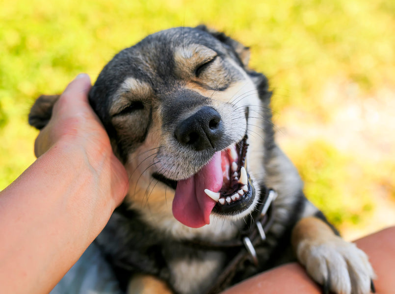 Is your dog itching? Here's what you can do!