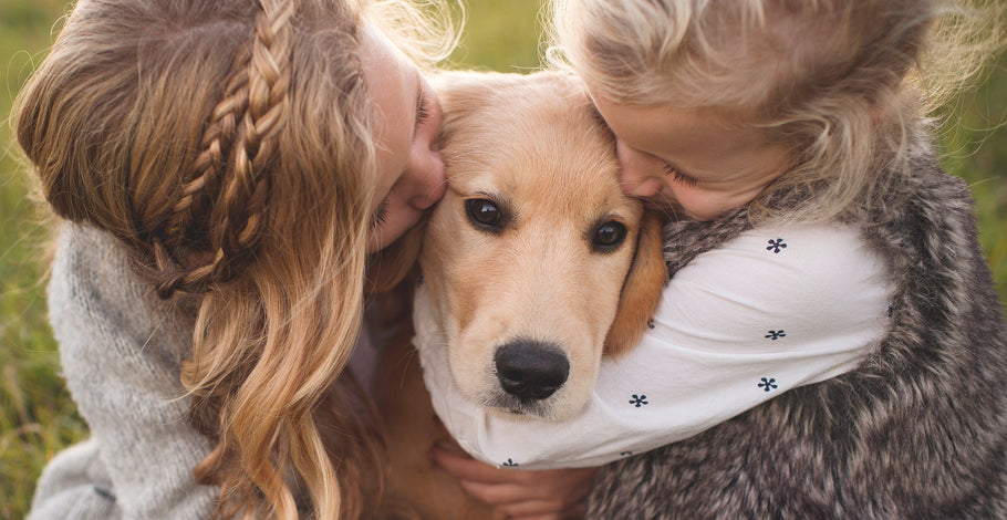 Making your home livable for your dog on Christmas