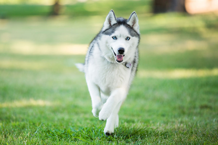 Can a dog have an allergy?