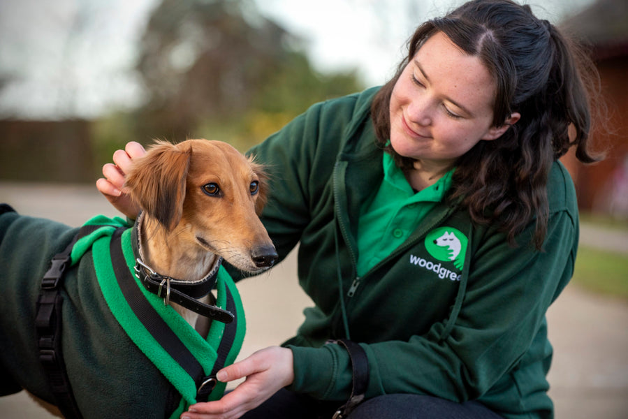 Hiking tricks with your dog