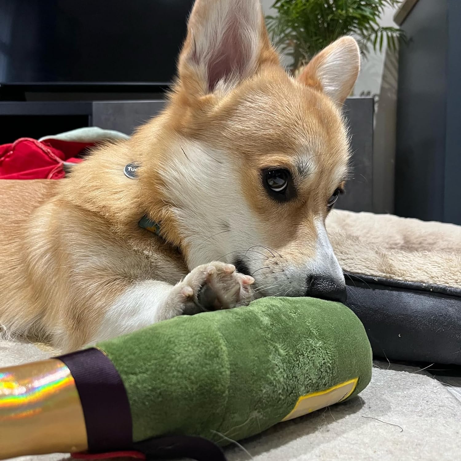 Asparagus dog toy discount