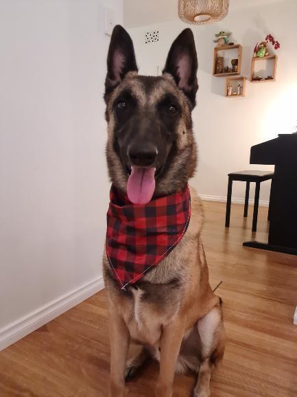 Dog Bandana - Red Flannelette