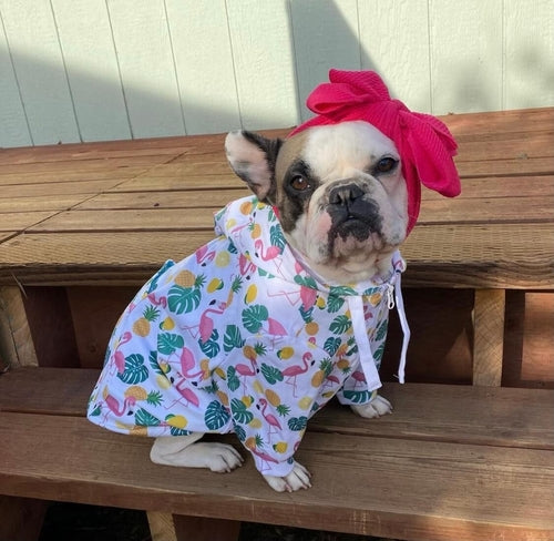 Flock Star Flamingo Print Dog Hoodie