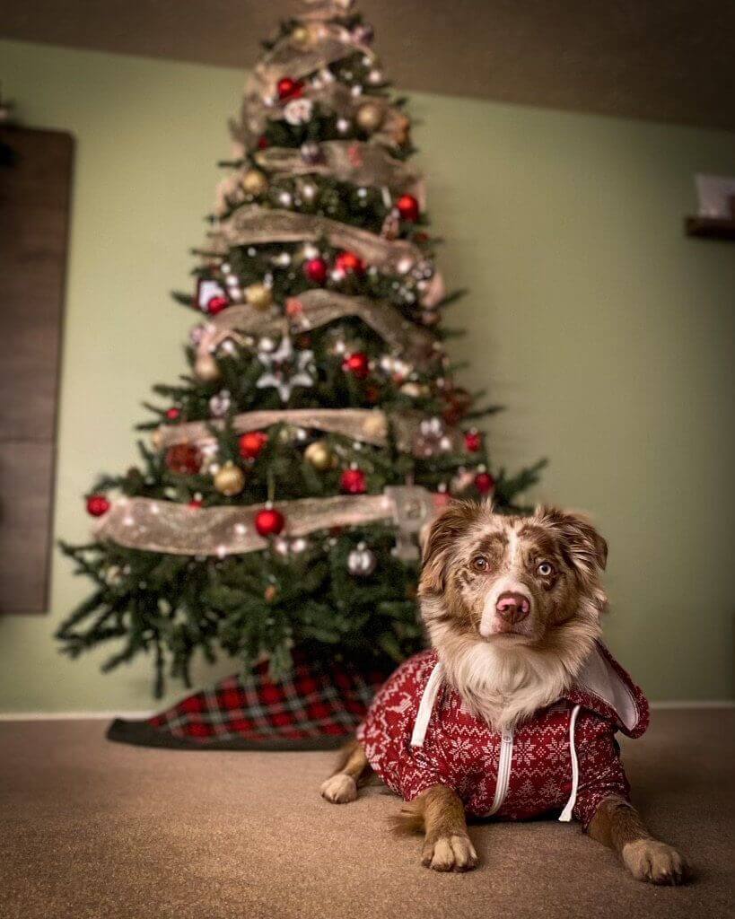 Funny dog christmas sweaters best sale