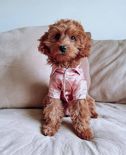 Royal Satin Dog Pyjamas
