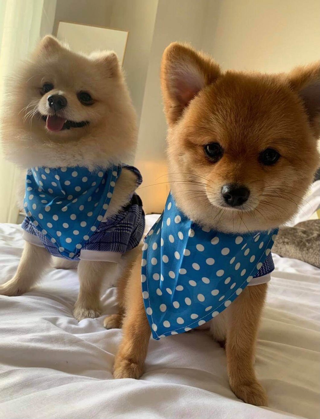 Dog Bandana - Blue Polka Dots